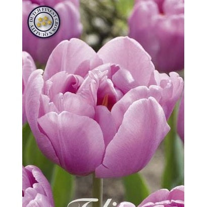 Tulipan 'Table dance' 7-pakning
